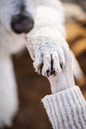 male Giant Poodle