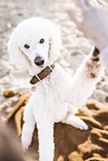 male Giant Poodle