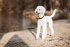 male Giant Poodle