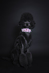 Giant Poodle