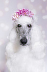 female Giant Poodle