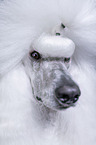 female Giant Poodle