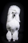 female Giant Poodle