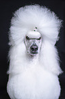 female Giant Poodle