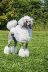 Giant Poodle