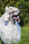 Giant Poodle