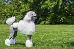 Giant Poodle
