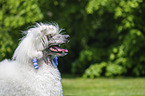 Giant Poodle