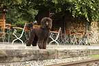 giant poodle