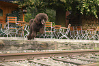 giant poodle