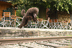 giant poodle