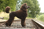giant poodle