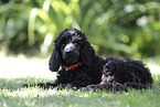 giant poodle