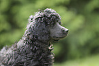 giant poodle