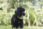 giant poodle