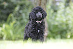 giant poodle