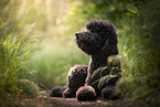 Giant Poodle