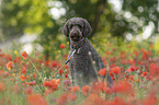 male Giant Poodle