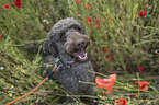 male Giant Poodle