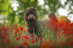 male Giant Poodle