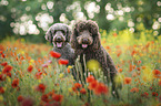 Poodle