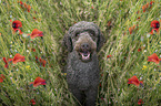 male Giant Poodle