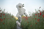 female Giant Poodle