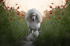 female Giant Poodle