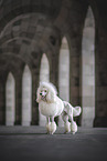 Giant Poodle