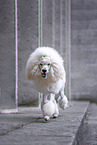 Giant Poodle