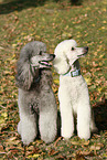 Giant Poodles