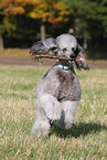 Giant Poodle