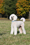 Giant Poodle