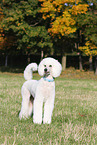 Giant Poodle