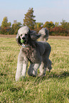 Giant Poodle
