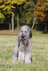 Giant Poodle