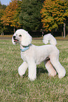 Giant Poodle
