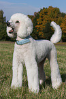 Giant Poodle
