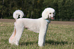 Giant Poodle