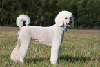 Giant Poodle
