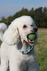 Giant Poodle
