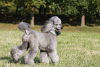 Giant Poodle