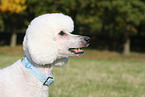 Giant Poodle