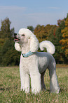 Giant Poodle
