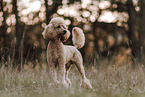 Giant Poodle