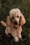Giant Poodle