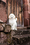 Giant Poodle Puppy