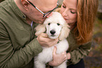 Giant Poodle Puppy