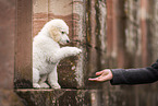 Giant Poodle Puppy