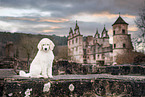 Giant Poodle Puppy